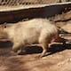 “Un animal muy tranquilo y sociable”: Un tierno capibara se integra a la familia del Centro Ecológico de Sonora