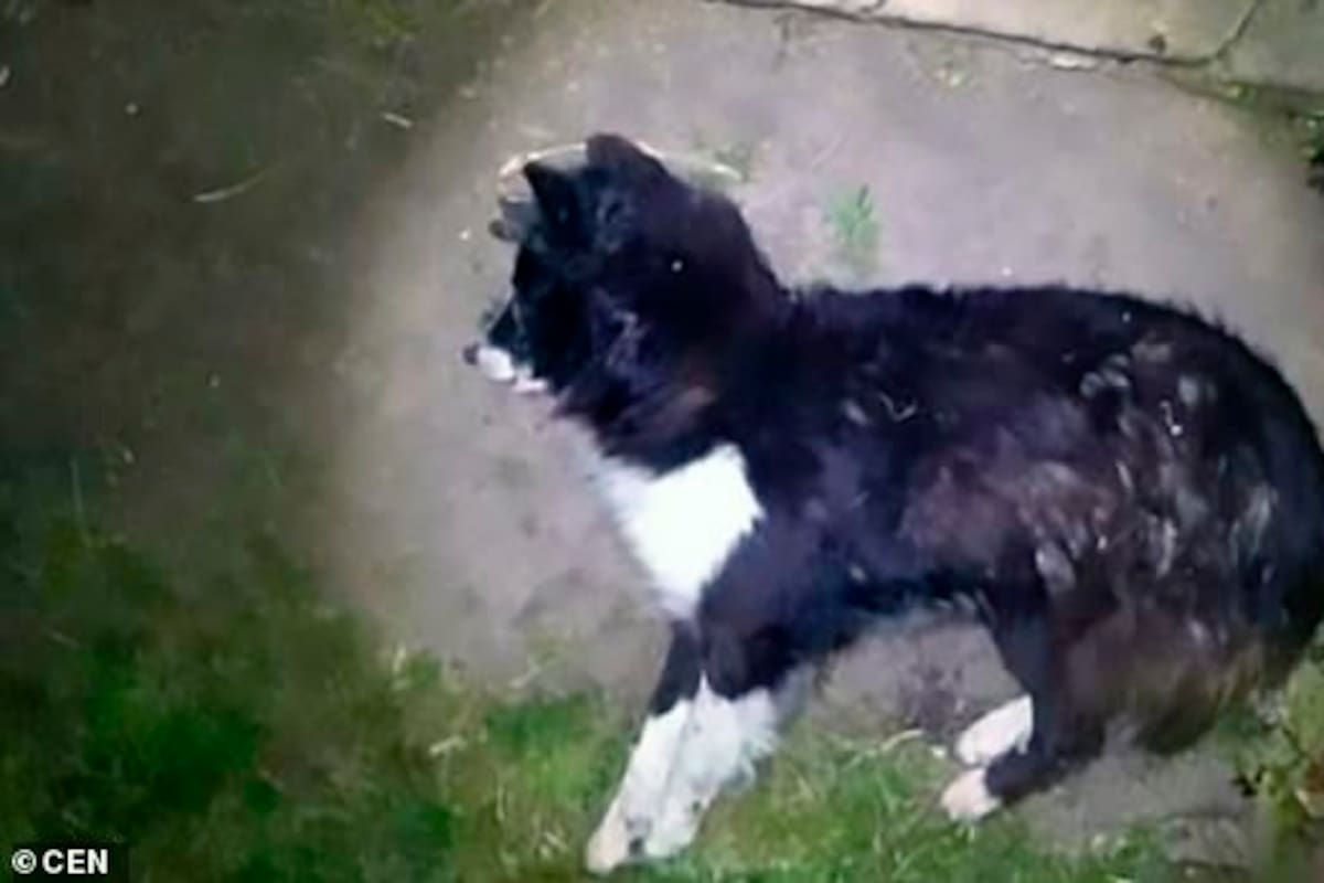 Perrito recibe un balazo en la cabeza intentando salvar a sus dueños de un robo