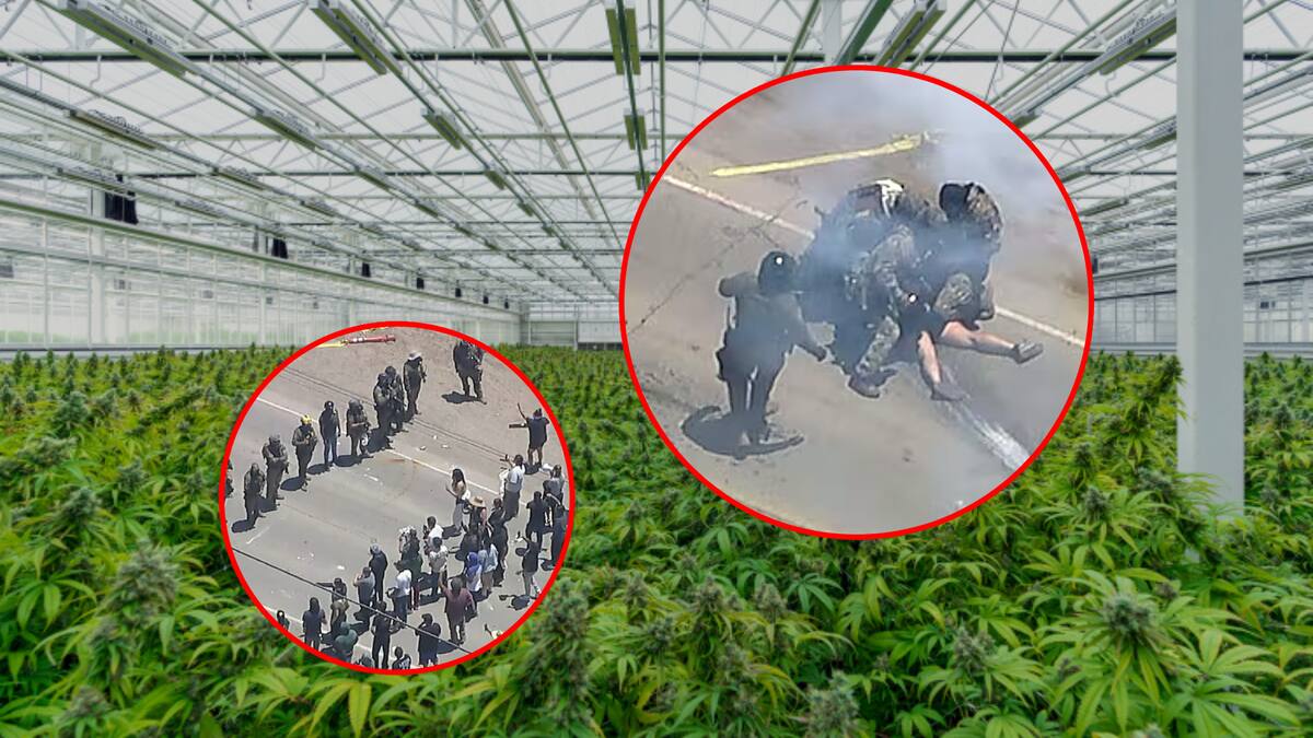 ICE irrumpe en granja de cannabis en California y dispersa protesta con gas lacrimógeno. FOTO: Especial