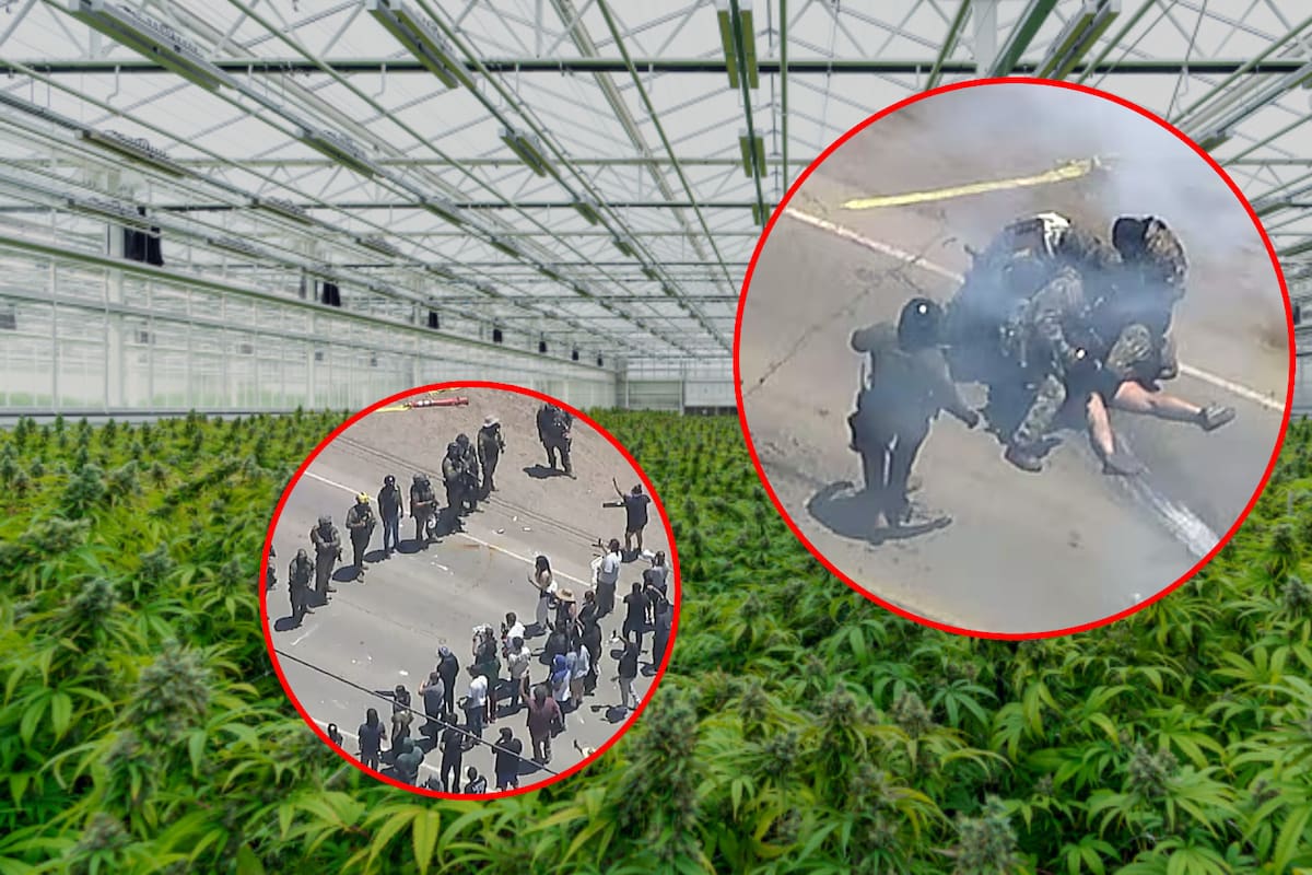 ICE irrumpió en una granja de cannabis buscando migrantes y atacó a manifestantes con gas lacrimógeno (VIDEO); reportan hasta 15 trabajadores detenidos