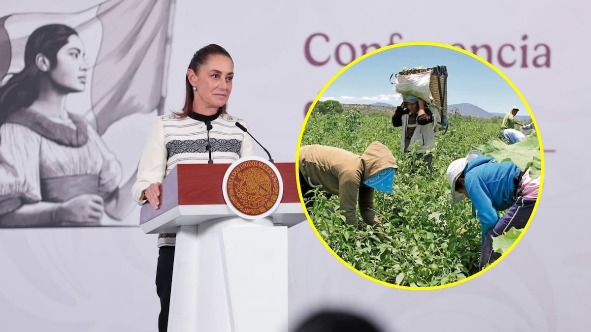 Sheinbaum busca acabar con explotación laboral de jornaleros de San Quintín; pide garantizar jornadas justas y salarios dignos a trabajadores agrícolas
