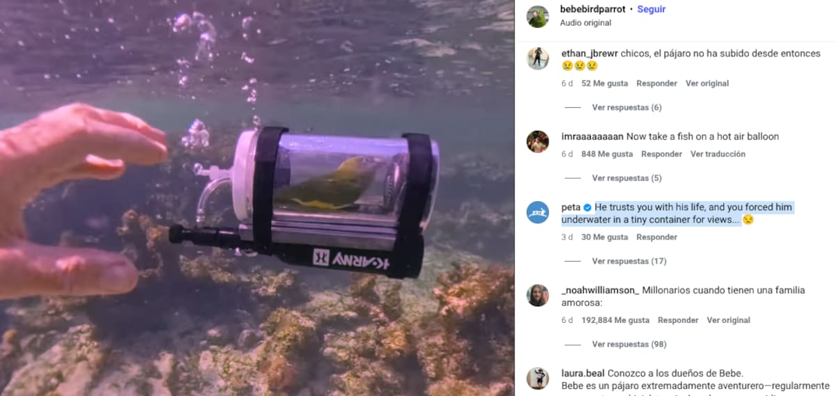 No se reportaron incidentes posteriores relacionados con su estado de salud. Foto: Capture.