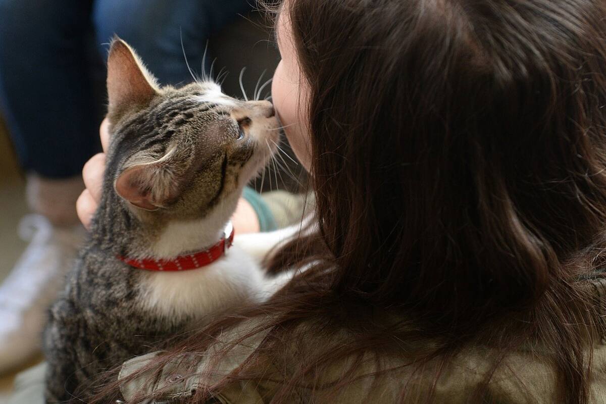 Cinco maneras de demostrarle amor a tu gato este 14 de febrero