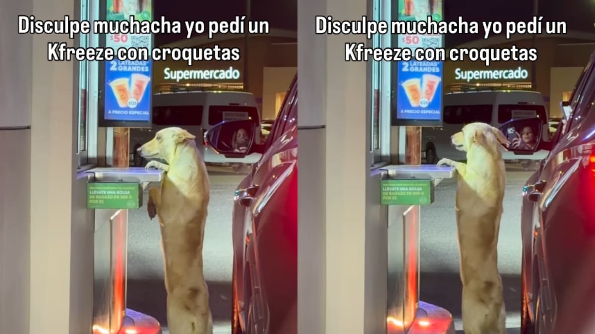 “Que lo hagan la mascota oficial”: lomito que se acerca a la ventanilla de un Caffenio en Obregón se vuelve viral en redes sociales
