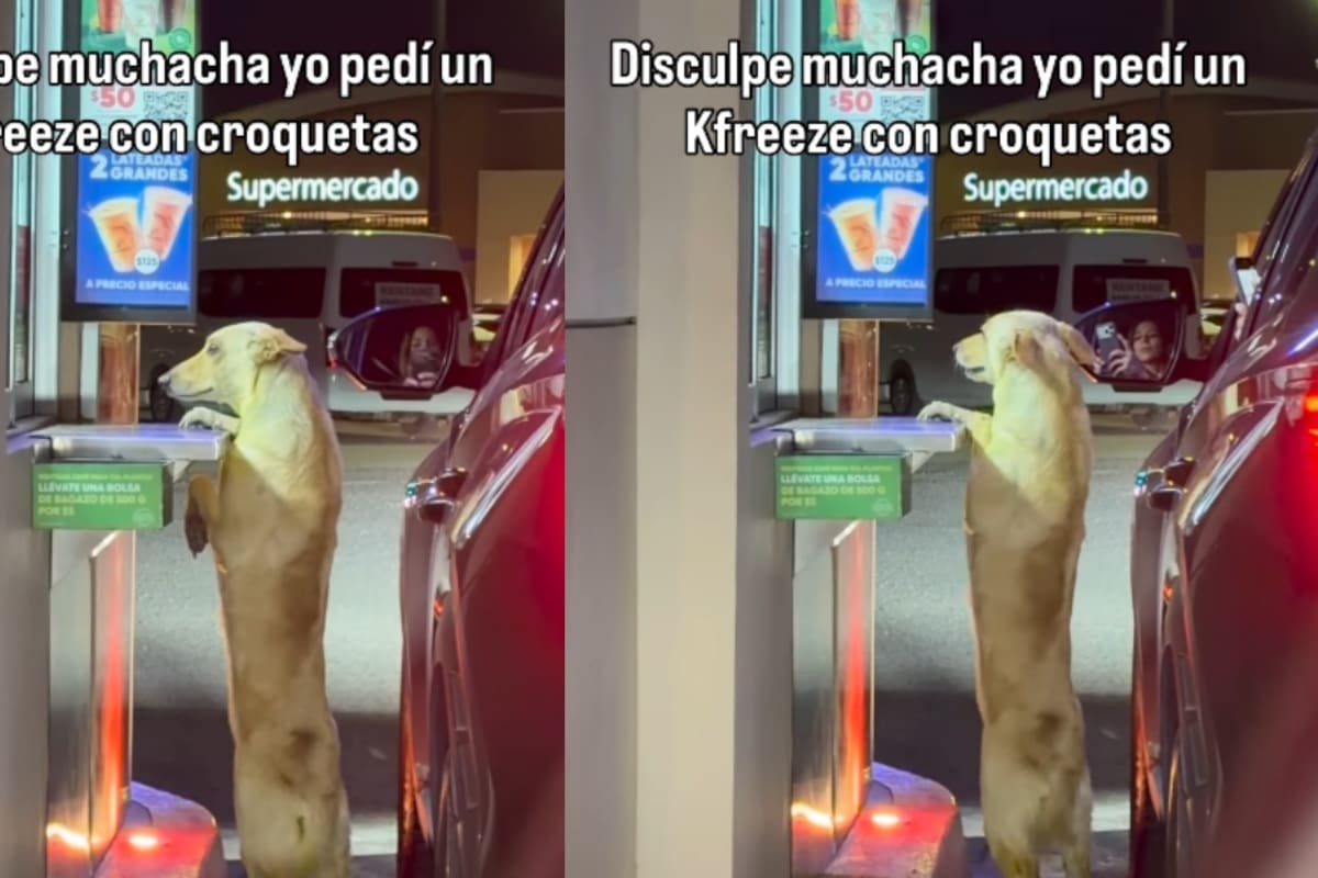 “Que lo hagan la mascota oficial”: lomito que se acerca a la ventanilla de un Caffenio en Obregón se vuelve viral en redes sociales