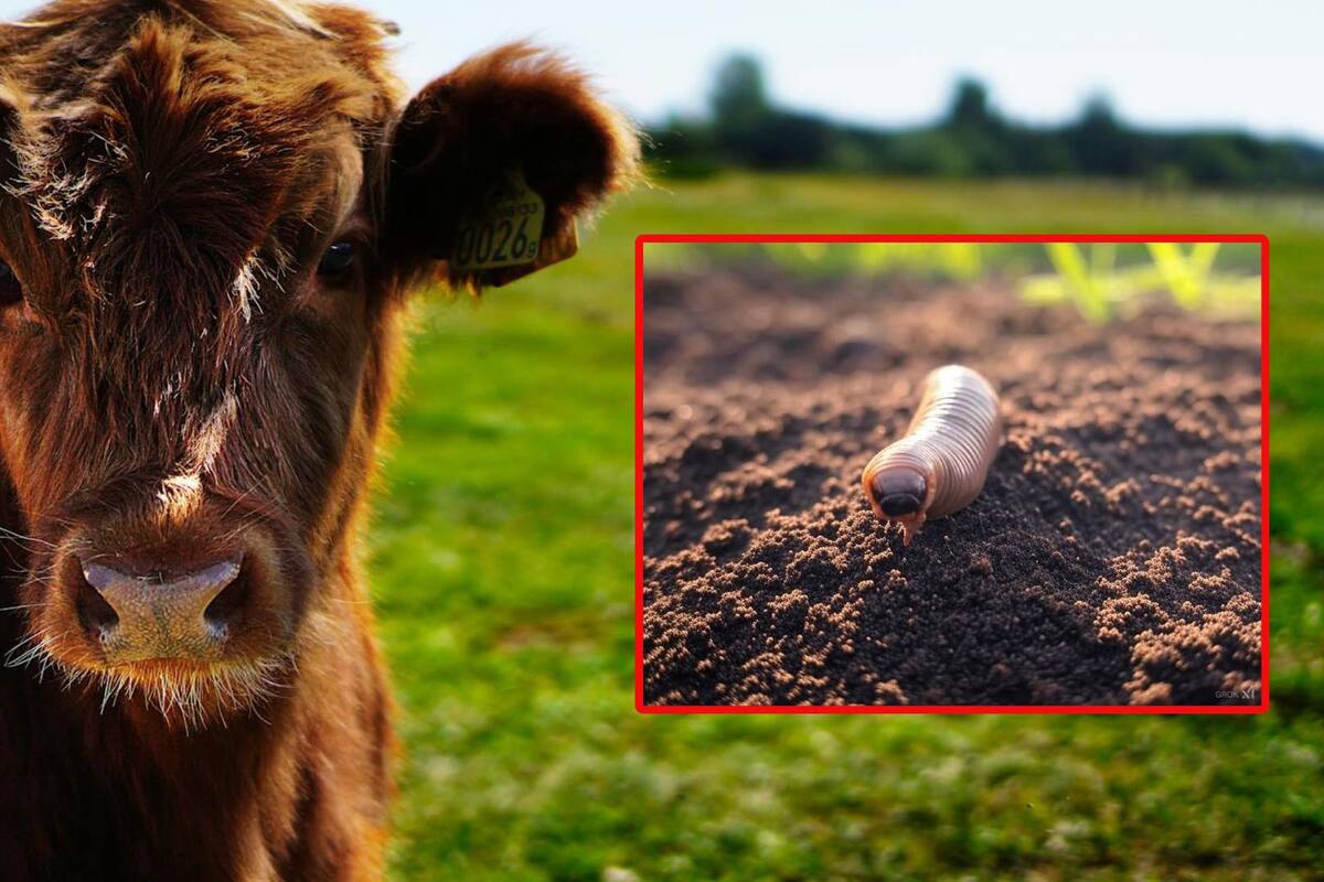 En Texas aumenta advertencia parásitos “devoradores de hombres” en animales