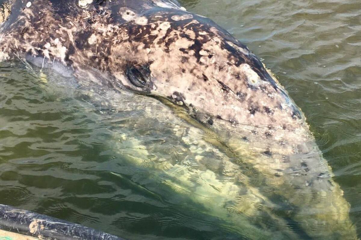 Muere varada ballena gris de seis metros en Huatabampo