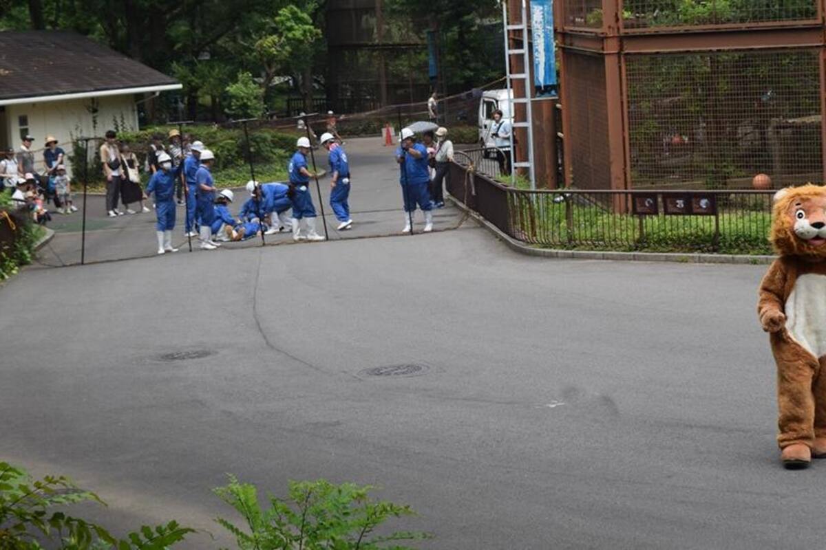 Botarga de león "escapa" de zoológico en Japón y así lo detienen