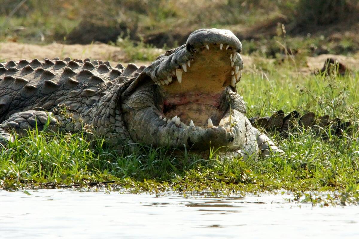 Madre lanza a su hijo de 6 años con discapacidad a un río lleno de cocodrilos tras discutir con su esposo; encontraron restos entre los dientes de uno de los reptiles