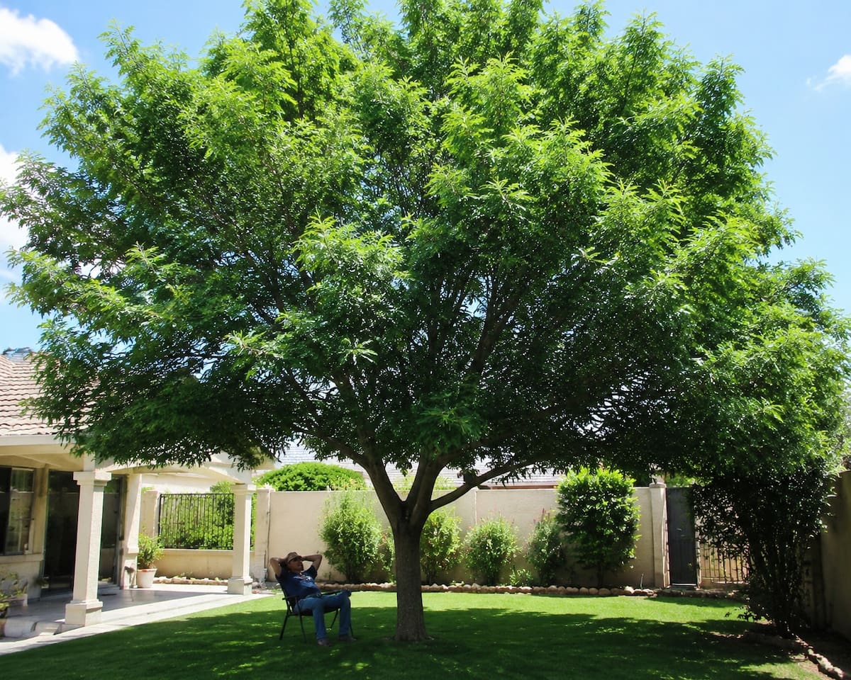 El árbol que recomiendan para combatir el calor: crece rápido y ofrece mucha sombra. | Imagen hecha con IA de ChatGPT