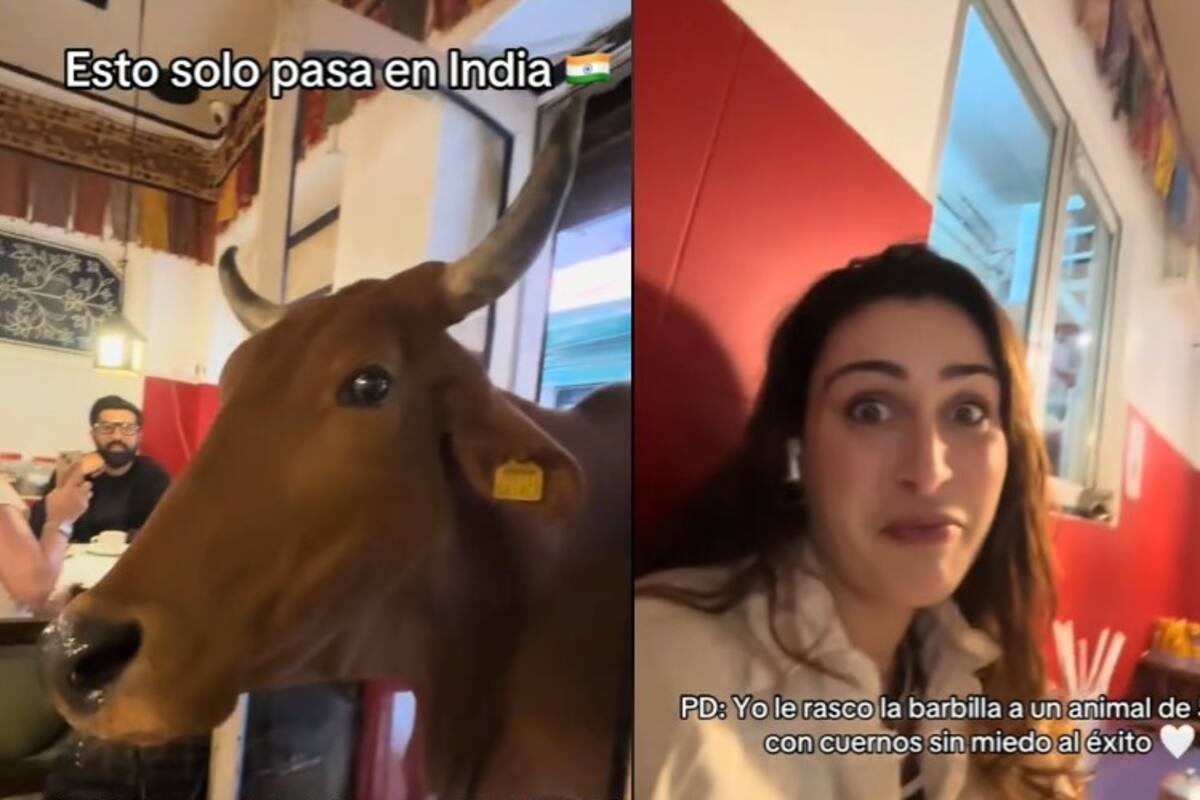 VIDEO: Vaca entra a un bar en la India y se vuelve viral en TikTok