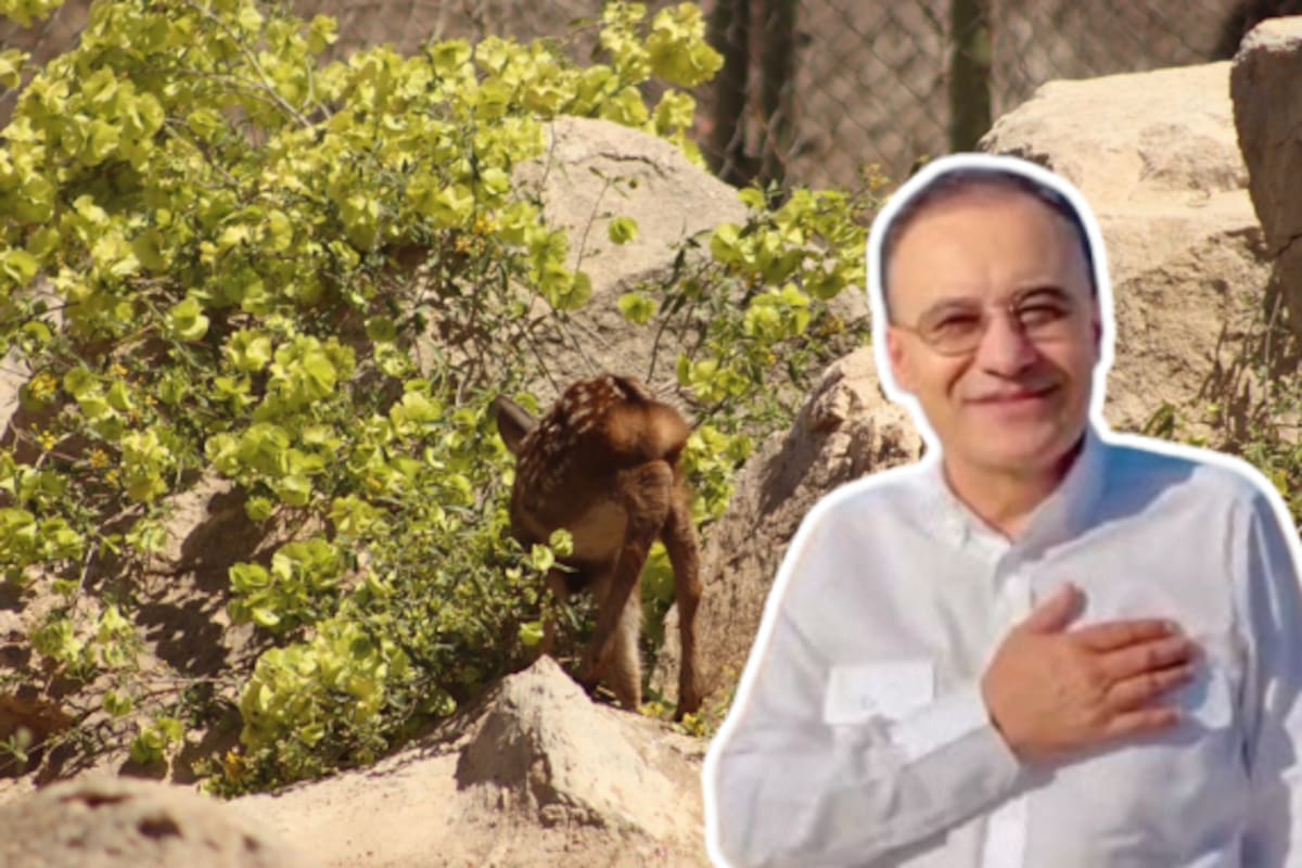 Nace cría de venado sika en el Centro Ecológico de Sonora; gobernador celebra avance en conservación de vida silvestre