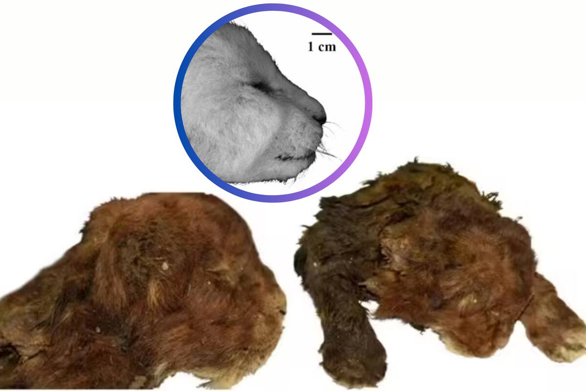 Un cachorro de tigre dientes de sable revela secretos de la Edad de Hielo