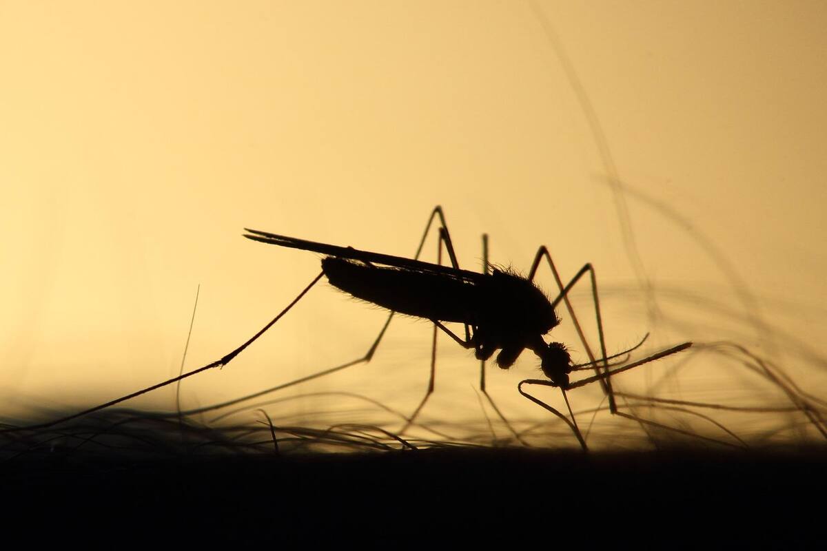 Zika, dengue y chikungunya, encienden alertas en Yucatán