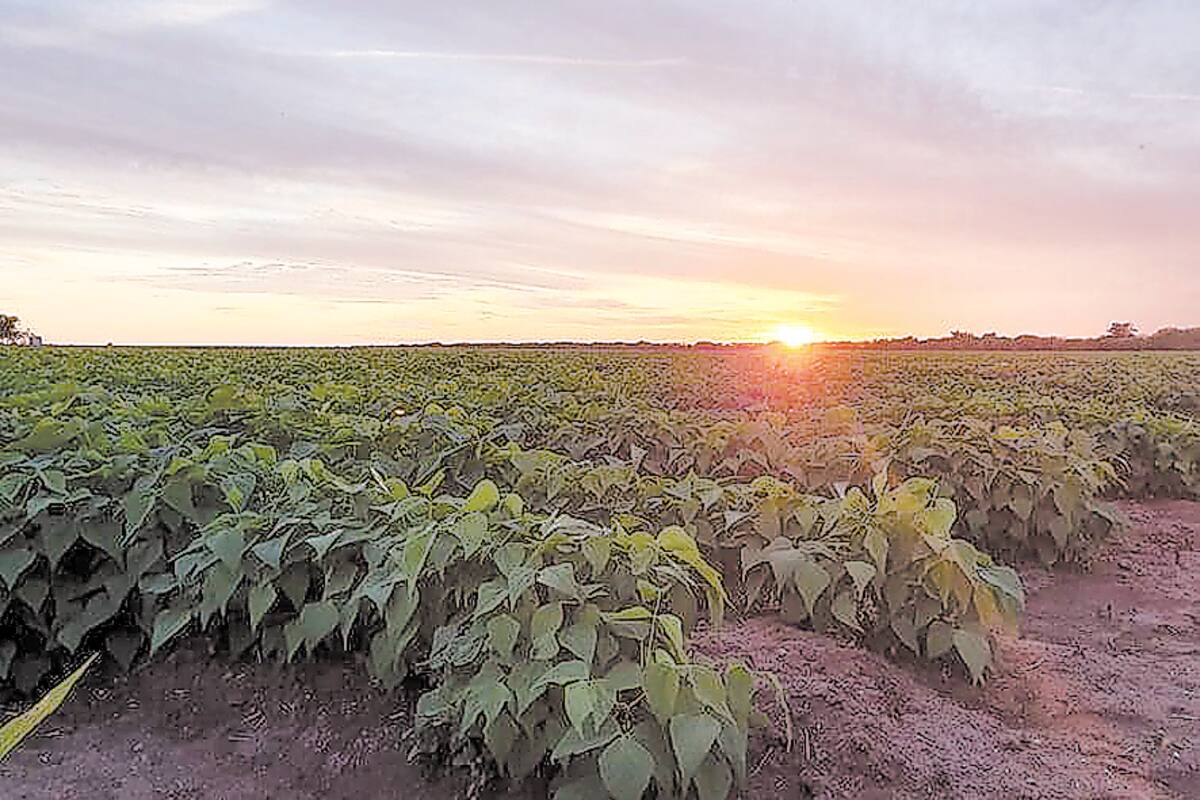 Por iniciar riegos de cultivos “adelantados” en Valle del Mayo