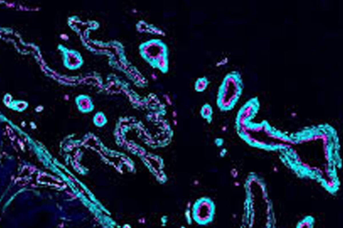 La célula humana virtual: el avance revolucionario de la IA que transformará la biología y la medicina