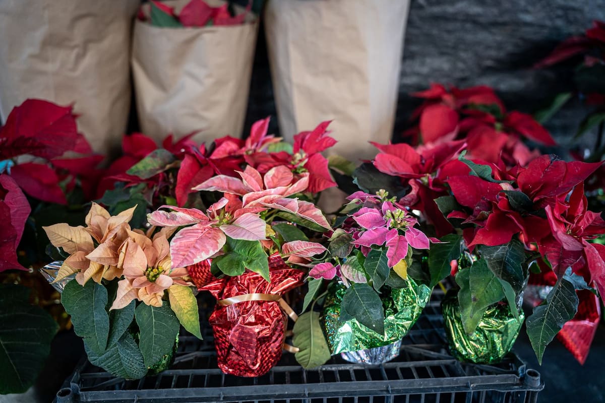 Floristas de la zona Centro reportan poca demanda de Nochebuena y afectaciones en el suministro por los recientes bloqueos carreteros. Fotos: Border Zoom