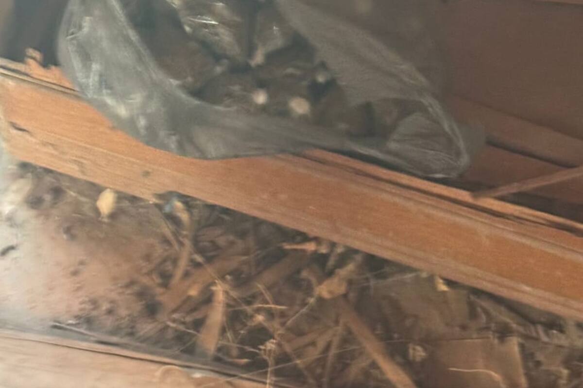 La FGR aseguró un kilo de mariguana en cateo en Cananea