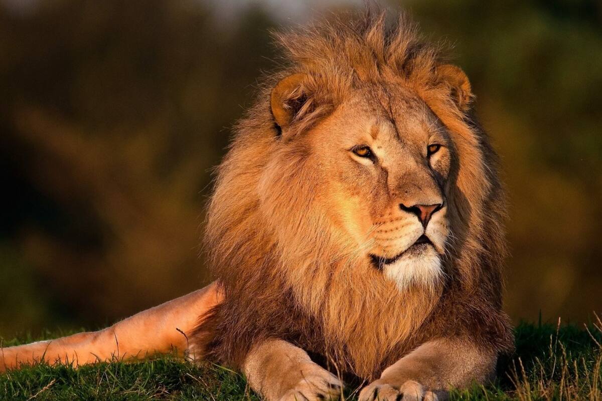 Leones descansan recostados en una carretera ante falta de autos