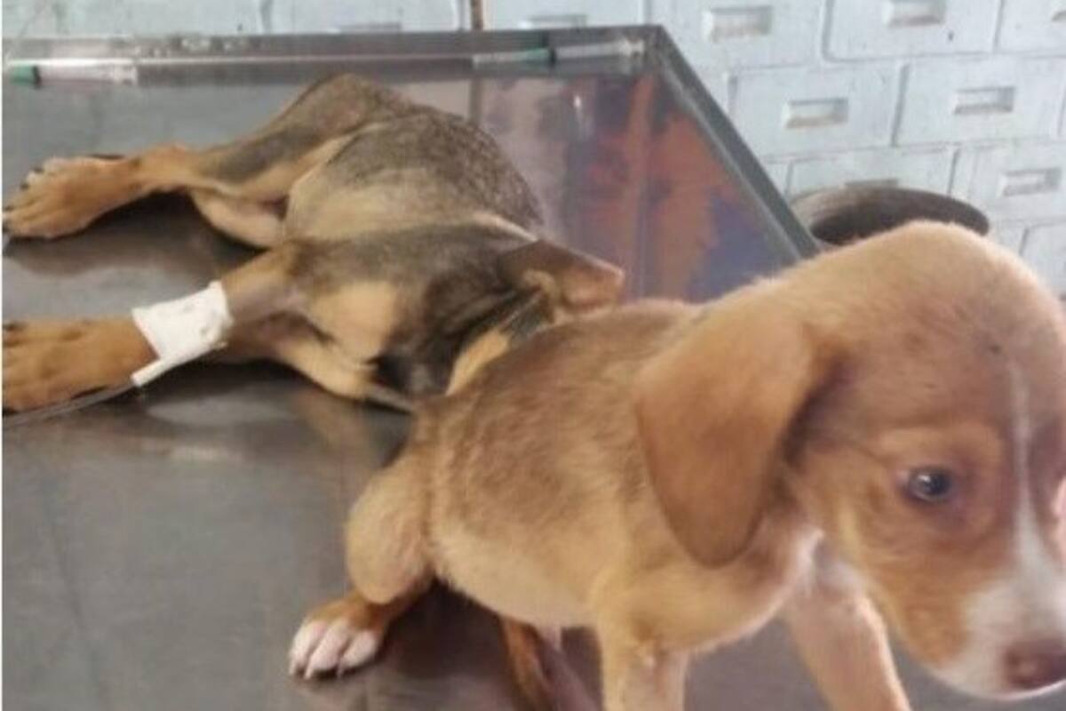 Matan a 4 perros, ahora en la colonia Constitución