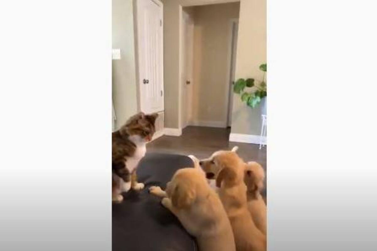 Gatito se "pelea" con 11 perritos