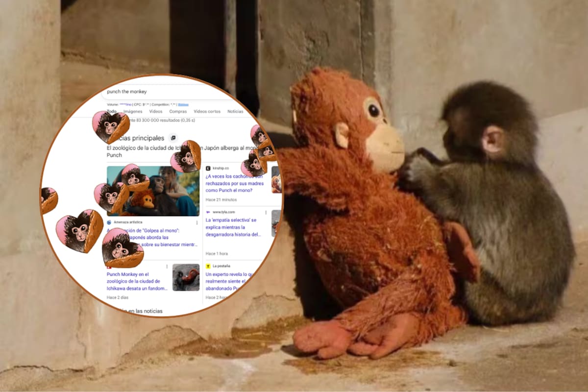 ¿Cómo activar la animación del monito Punch en Google? El famoso buscador dedica homenaje al macaco japonés que fue rechazado por su madre y se hizo viral