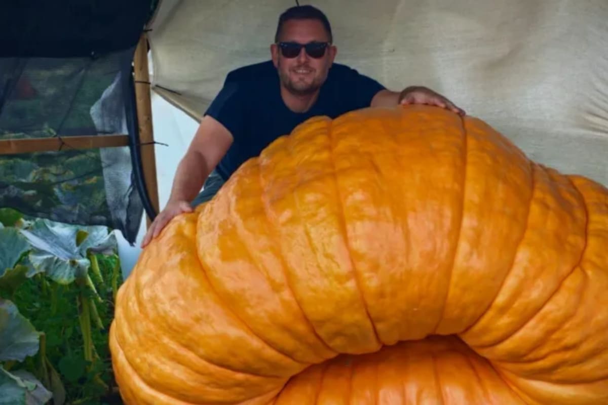 Una calabaza llamada Gladys alcanza los 544 kilos hasta llegar al tamaño de un coche pequeño, convirtiéndose en el proyecto de meses de un jardinero que controla al detalle el agua y los nutrientes para llevarla a una competencia