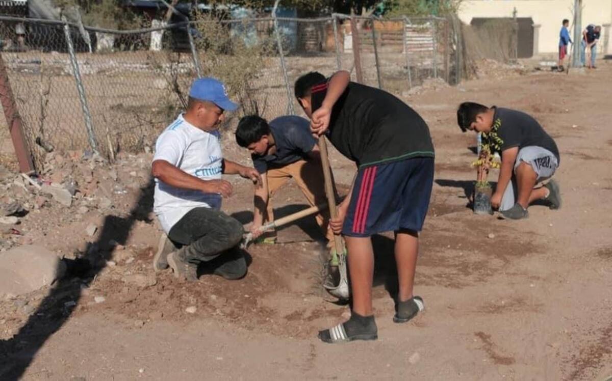 Se debe reforestar de la mano de expertos: Arboricultor