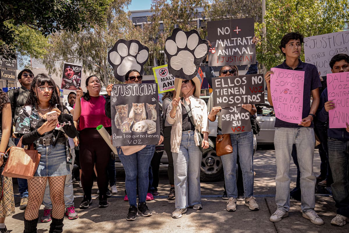 El responsable del acto de brutalidad animal fue dejado en libertad por la Fiscalía General del Estado. Foto: Leonardo González