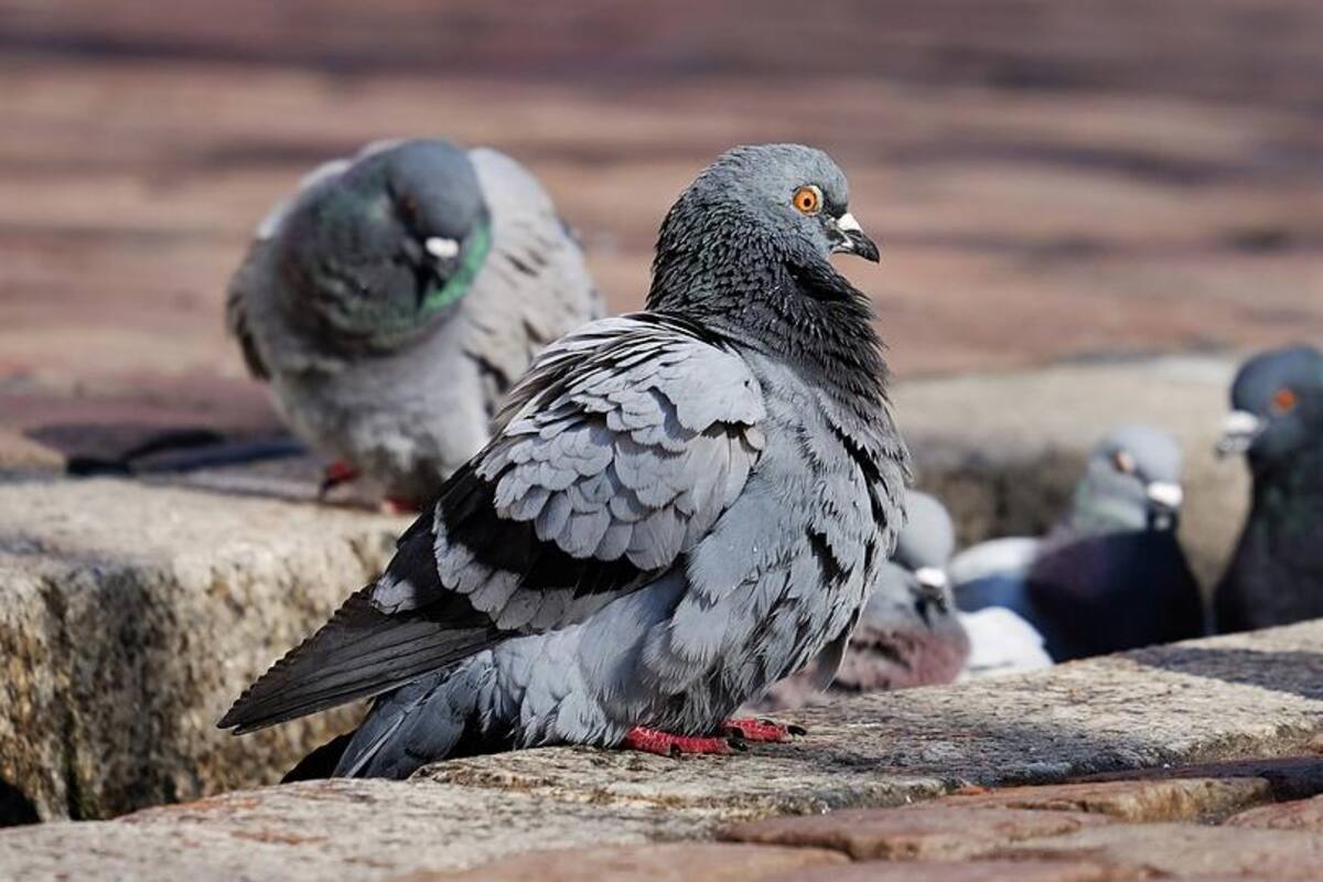 Un virus supuestamente convierte a las palomas en zombis