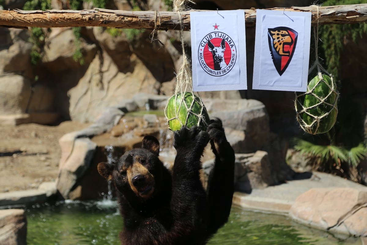Necropsia revela que el oso Yogui del Parque Morelos murió por problemas hepáticos