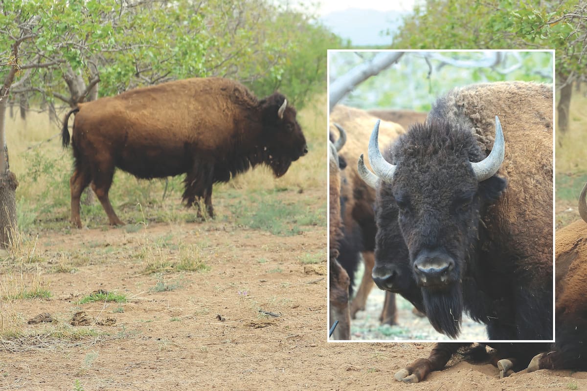 Bisonte, el “ingeniero” clave para la restauración del ecosistema de Sonora