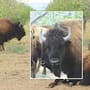 Bisonte, el “ingeniero” clave para la restauración del ecosistema de Sonora