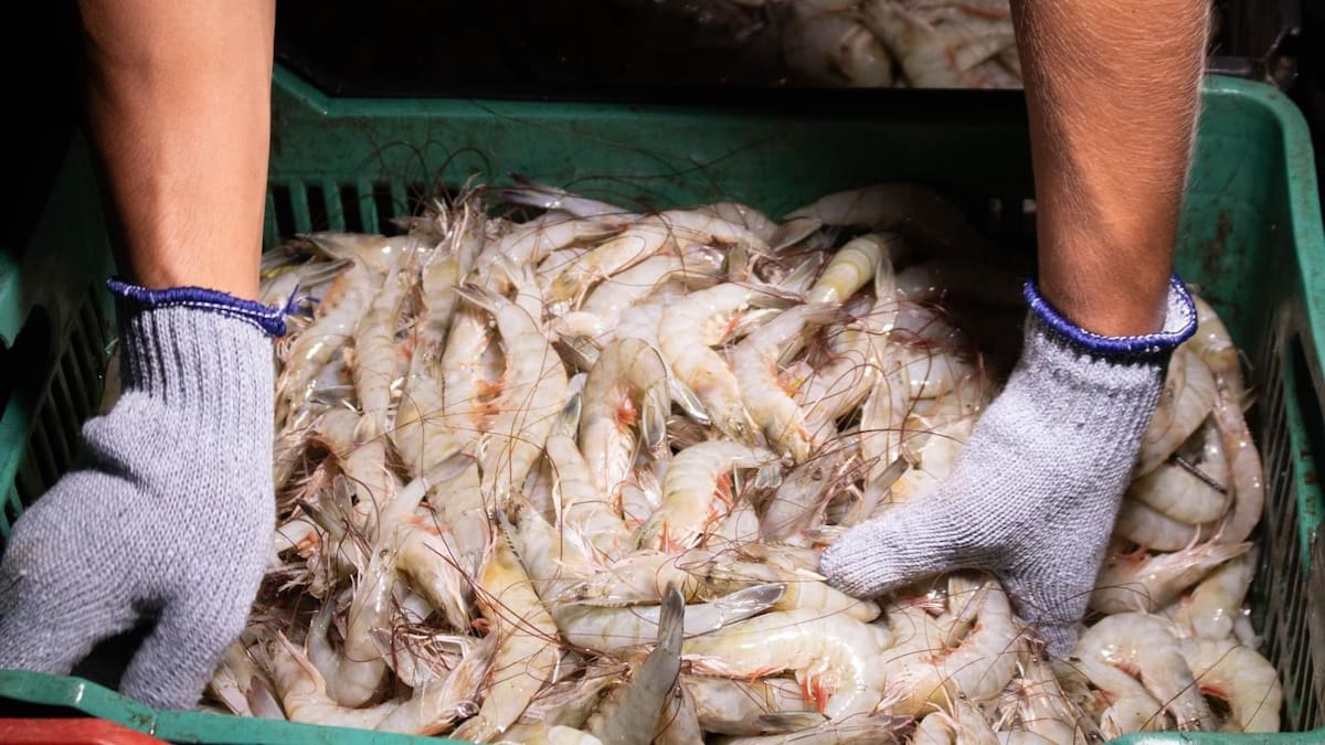 Productores de camarón denuncian presunto ingreso ilegal de producto ecuatoriano y exigen plan urgente del gobierno para frenar el contrabando y proteger empleos del sector acuícola en México