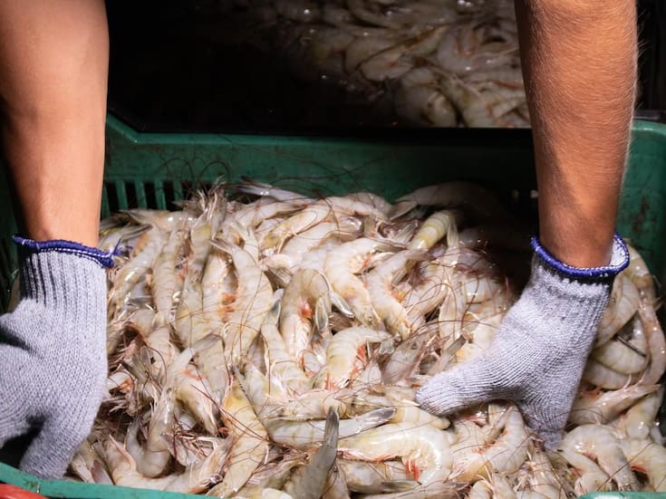 Arranca temporada de camarón en San Felipe y el Golfo de Santa Clara