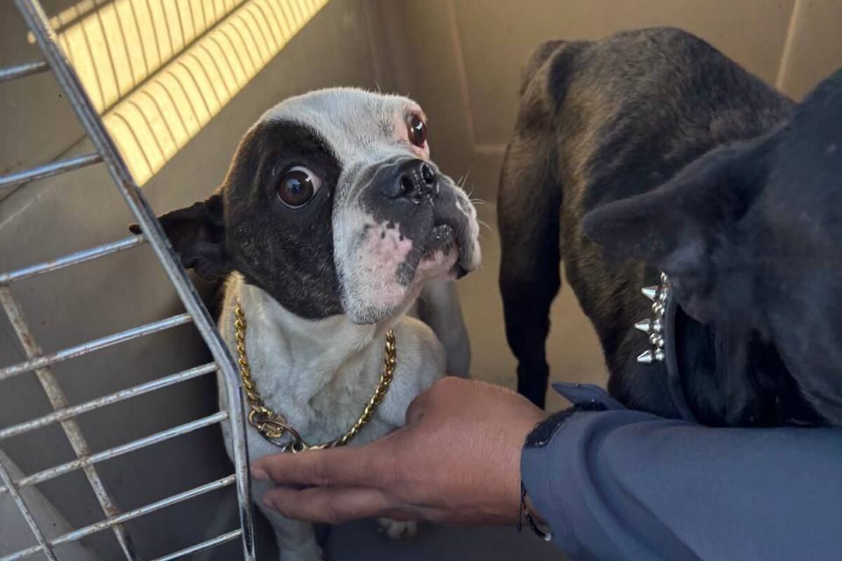 Rescatan en cateo a perros víctimas de maltrato