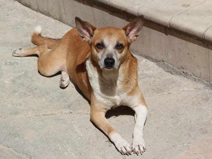 Estiman 140 reportes por ataques de perros mensuales