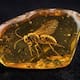 Científicos descubren una nueva especie de avispa con más de 100 millones de años fosilizada en ámbar; el hallazgo en España preserva con detalle extremo a un insecto que vivió junto a los dinosaurios