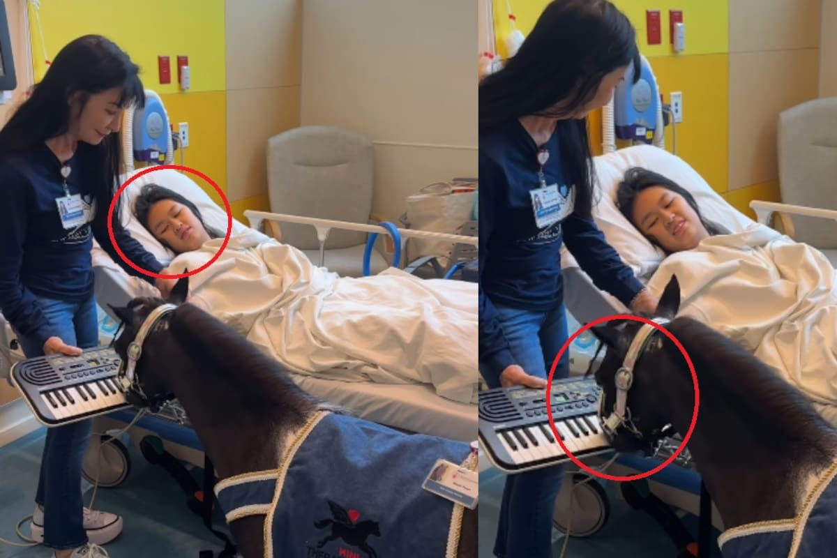 “El pony: ¿Te sientes mejor ahora?”: Llevan a pony que toca el piano para joven en el hospital y se vuelve la sensación