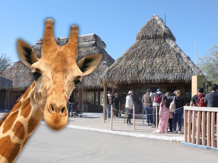 Llega una nueva jirafa al Centro Ecológico de Sonora