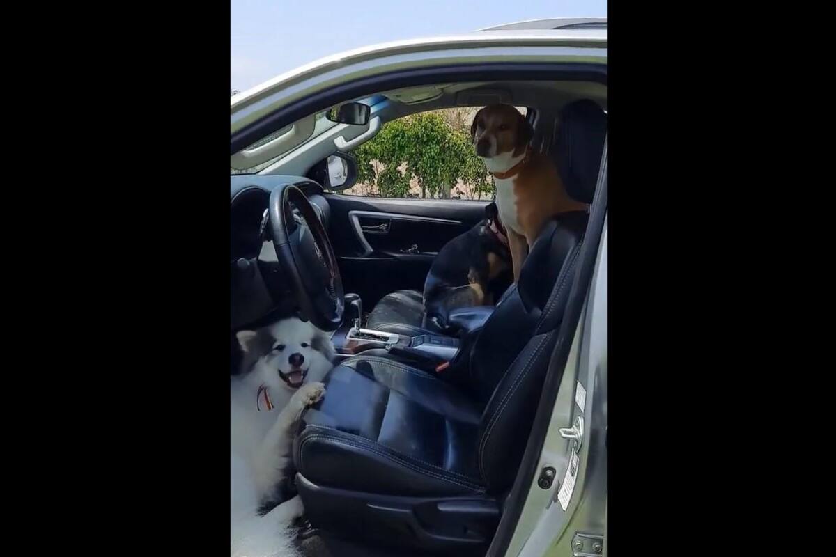 Perritos se suben a escondidas al vehículo de su dueña