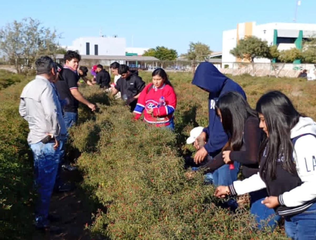 Estudiantes de Etchojoa logran chiltepín más resistente al calor y con el mismo picor del silvestre. (Foto: Cortesía)