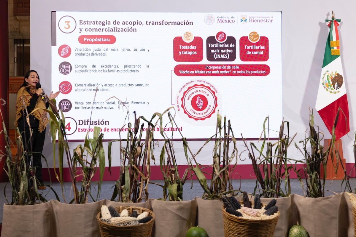 Gobierno de Sheinbaum anuncia el Plan del Maíz Nativo y revela en qué estados operará primero. | Crédito: Presidencia