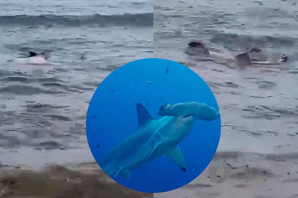 VIDEO: El nacimiento de tiburones martillo fue captado en Cozumel, Quintana Roo