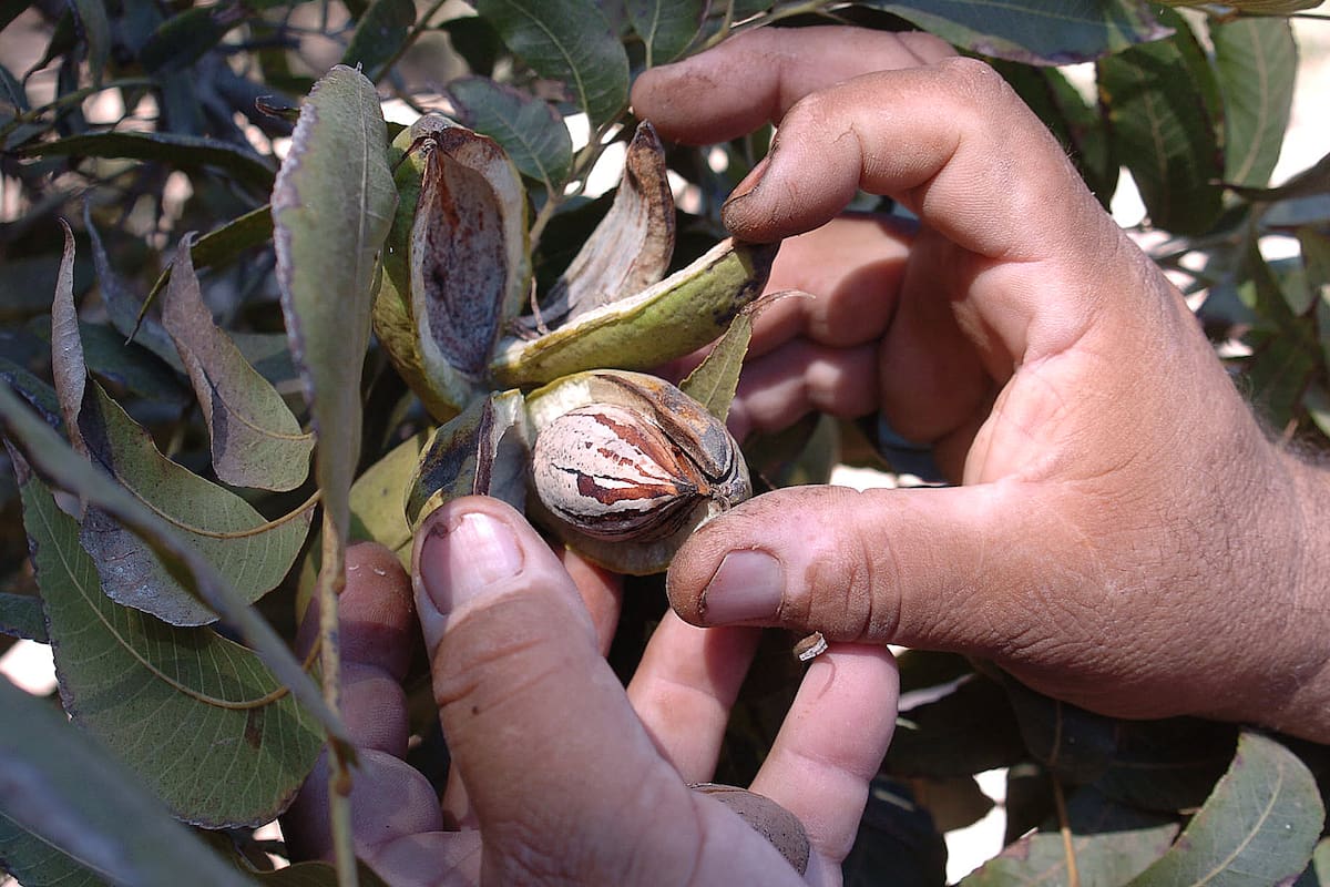 Sonora espera cosecha récord de nuez en 2024