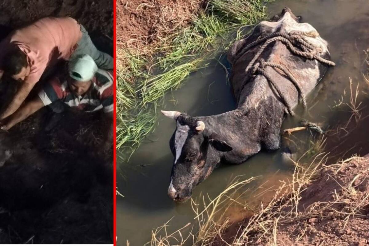 Rescatan a vaca atrapada en dren de Cajeme