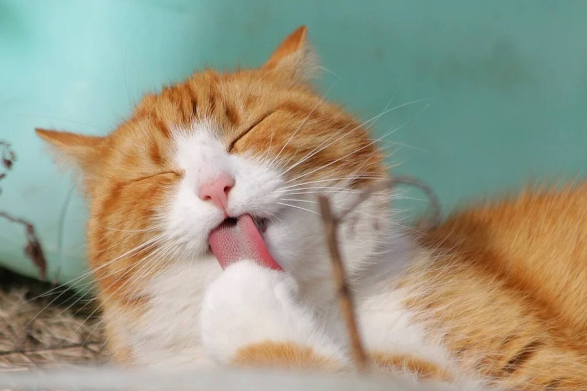 Gato se vale de tecnología 'táctil' para decirle a su dueña "te quiero, mamá"