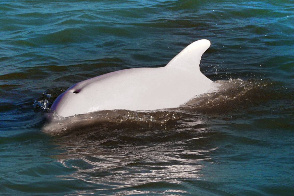 VIDEO: Delfines albinos son filmados por pescadores tailandeses