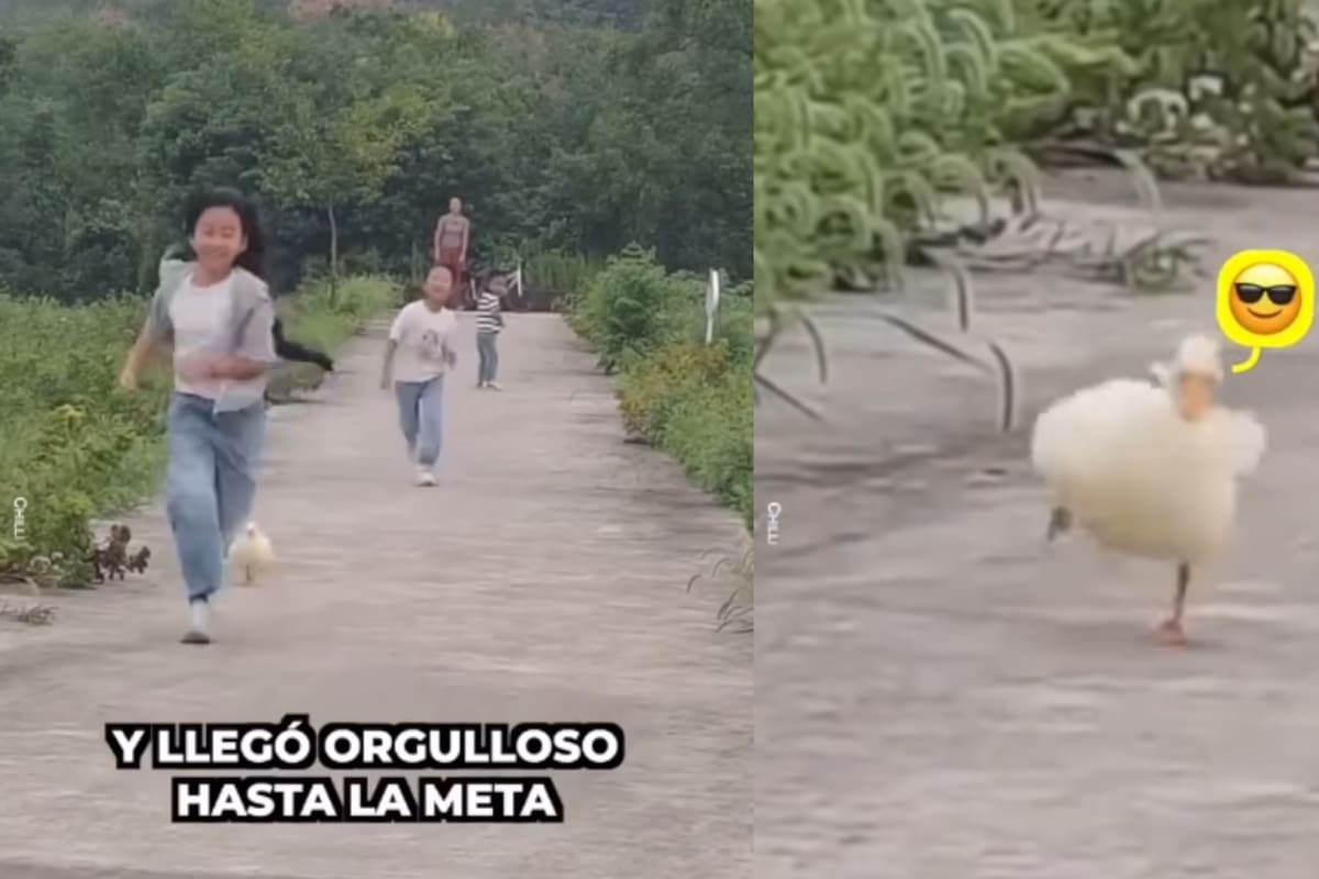“Sus patitas, cómo corre”: jóvenes organizan carreras con su pato y causan sensación
