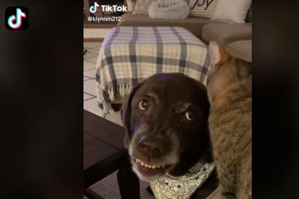 VIDEO: Perrito se enoja por que su "amigo" le hace cariños